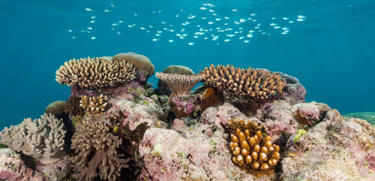 Calypso Reef Cruises Great Barrier Reef
