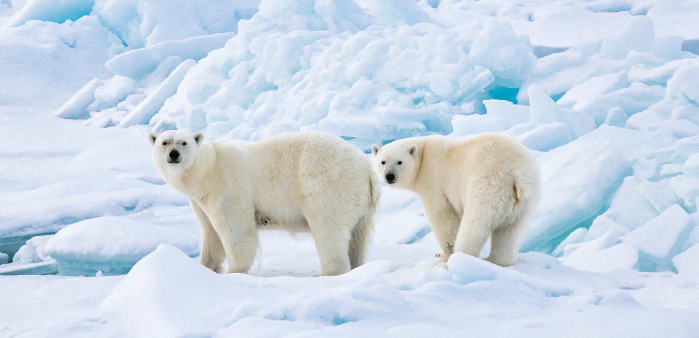 Polar Bears © Ponant