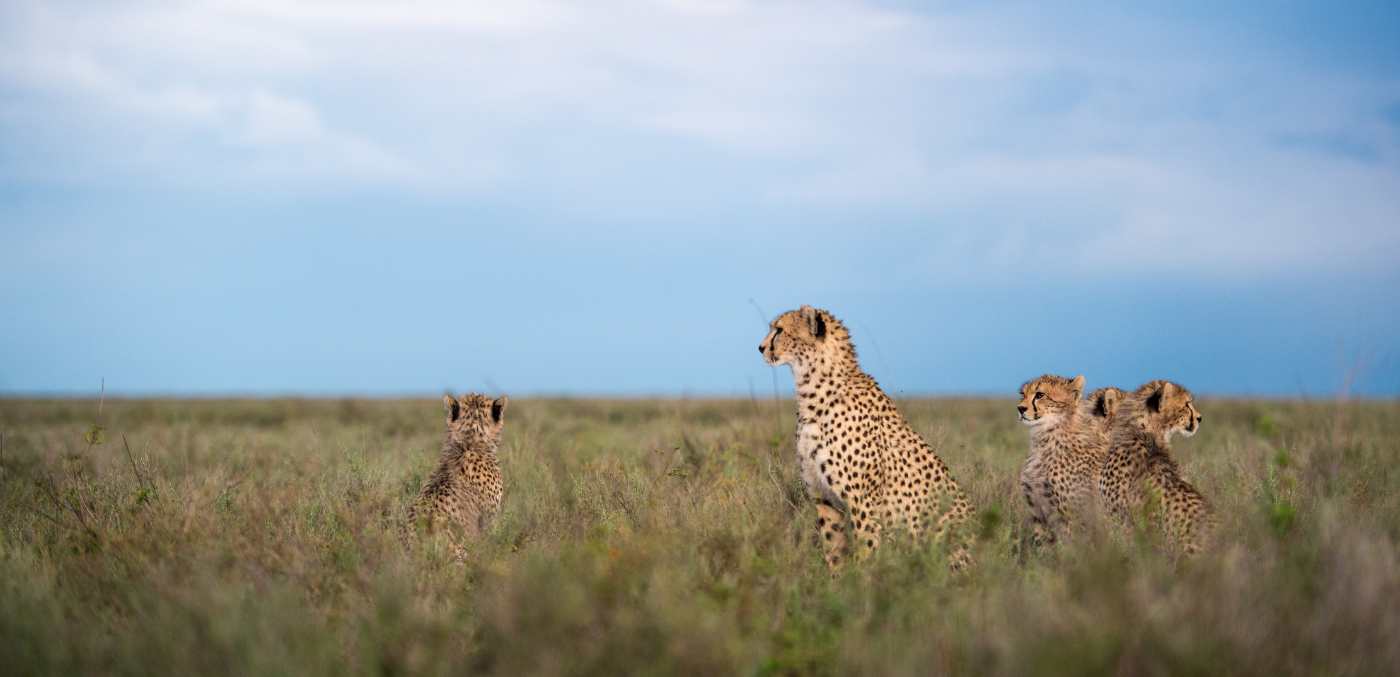 Cheetahs © Sanctuary Kusini