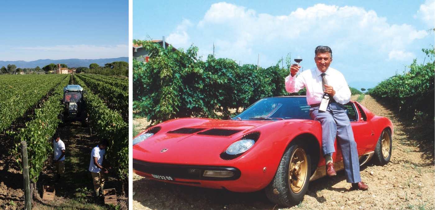 Lamborghini vineyards