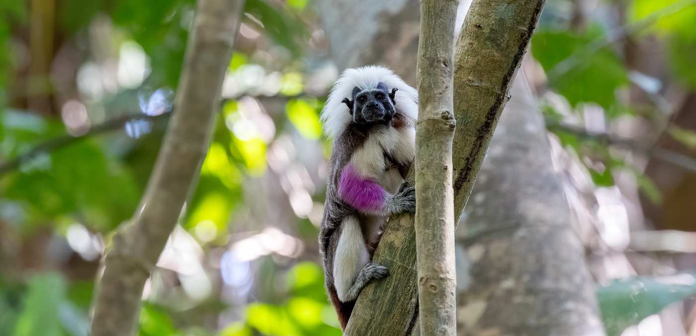 Emilio, the wild cotton-top tamarin, who is part of Proyecto Titi’s study.