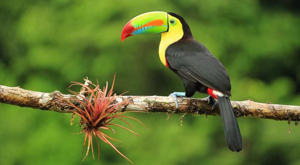 Aurora 2023 - Colourful Keel-Billed Toucan_ Shutterstock - bucket list expeditions