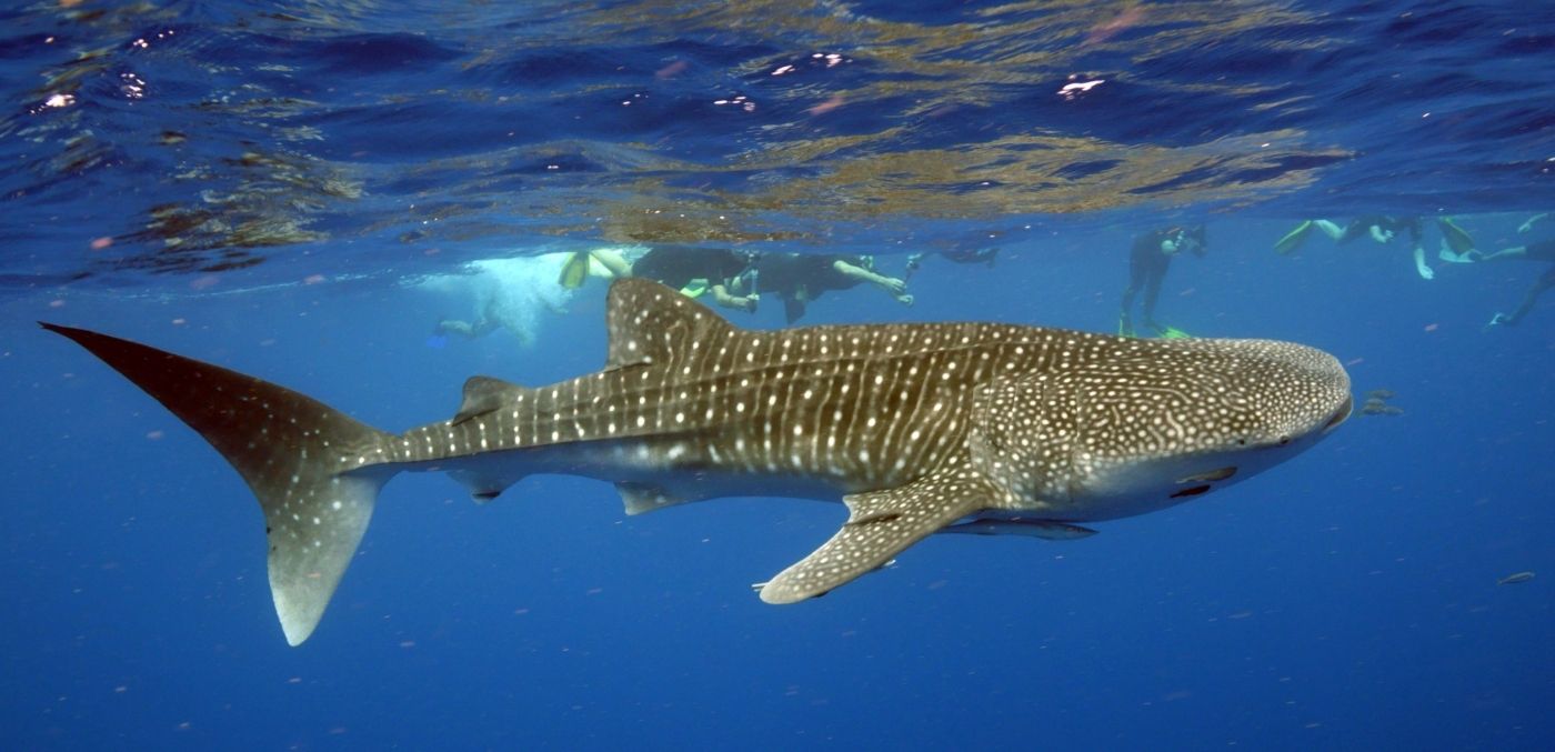 Australian Wildlife Journeys swim with sharks nature tour