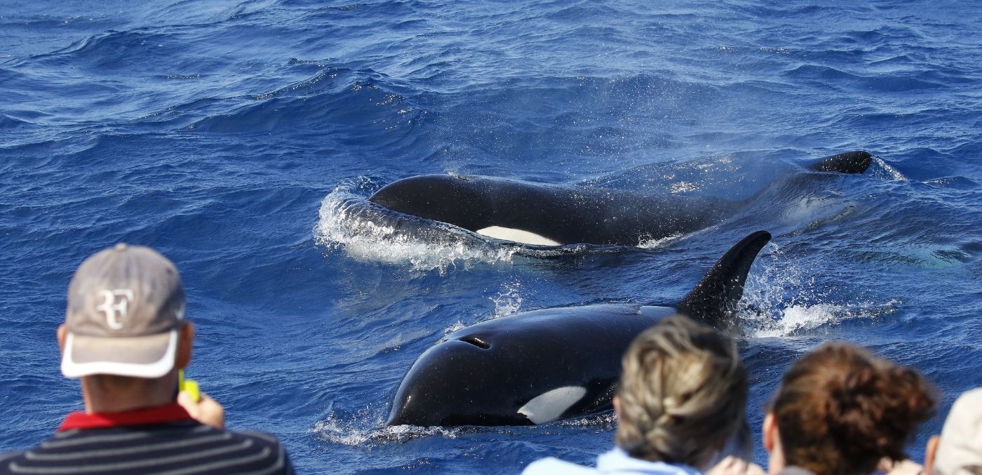 Australian Wildlife Journeys whales nature tour