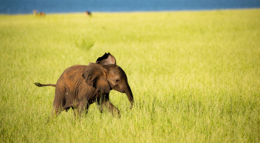 Explore African safaris with Croisi Europe © Birger Strahl