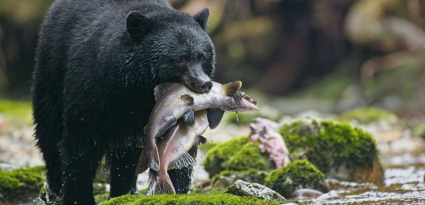 A black bear in the Great Bear Rainforest in British Columbia, Canada.