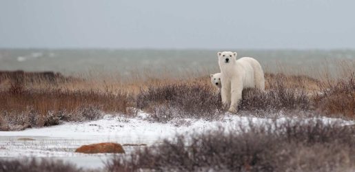 Polar bears on the shores of Hudson Bay in Churchill, Manitoba.