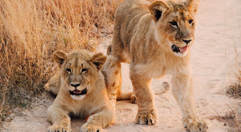 Lion cubs © Christine Donaldson | Unsplash