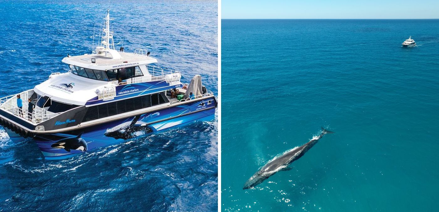 Australian Wildlife Journeys whale watching