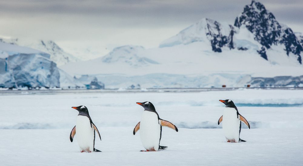 Gentoo Penguins_Antarctica tour with Viking Cruises © David Merron