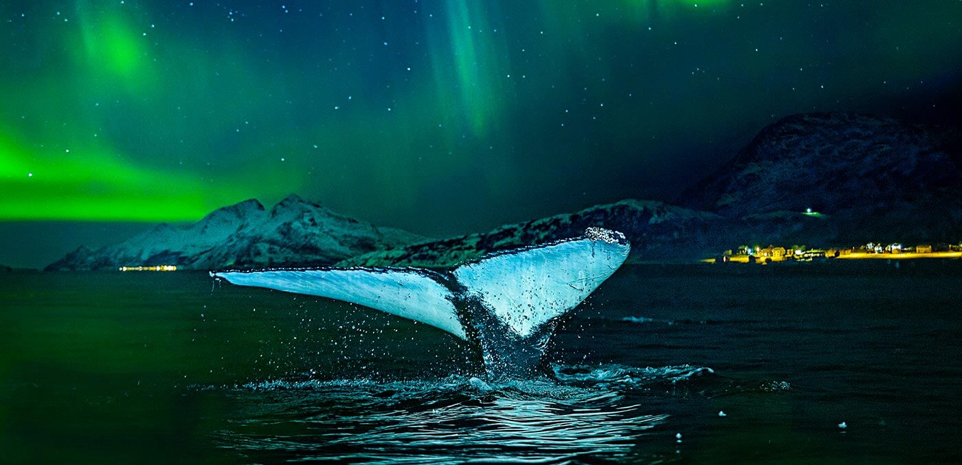 Whale spotting while seeing the Northern Lights in Norway