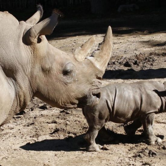 LATAM Airlines Safely Transports Endangered White Rhino from Chile to New home in Colombia