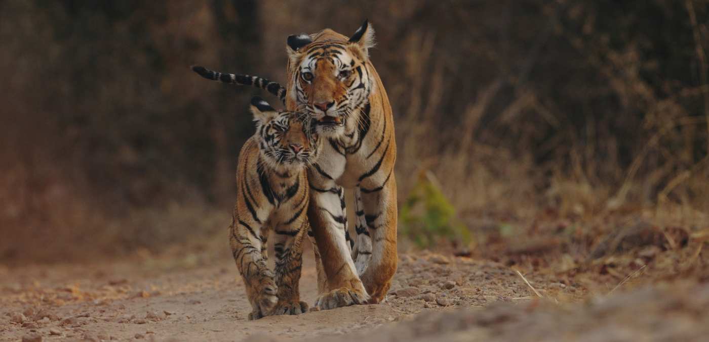 Tigers in Bandhavgarh National Park