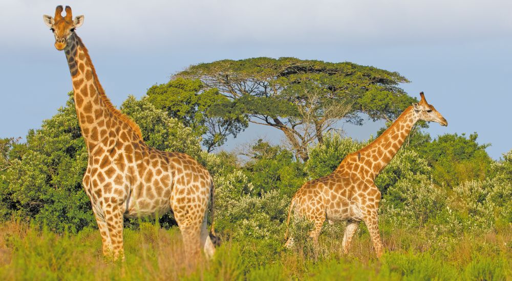 new voyages - Indian Ocean Odyssey_SS_Giraffes South Africa safari_Blue Sky