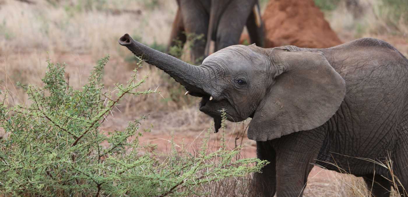An elephant calf in South Africa.