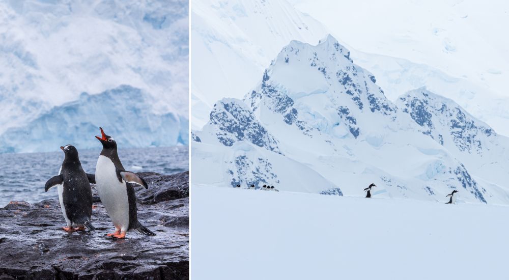 Penguin Pursuit, Damoy Point + Gentoo Penguins, Breakwater Island. Credit Justin Meneguzzi