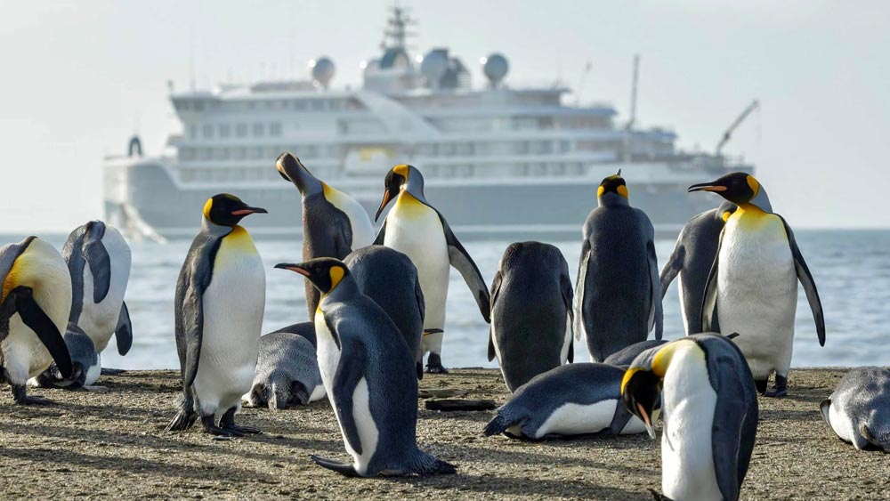 Expedition cruise to see penguins with Swan Hellenic
