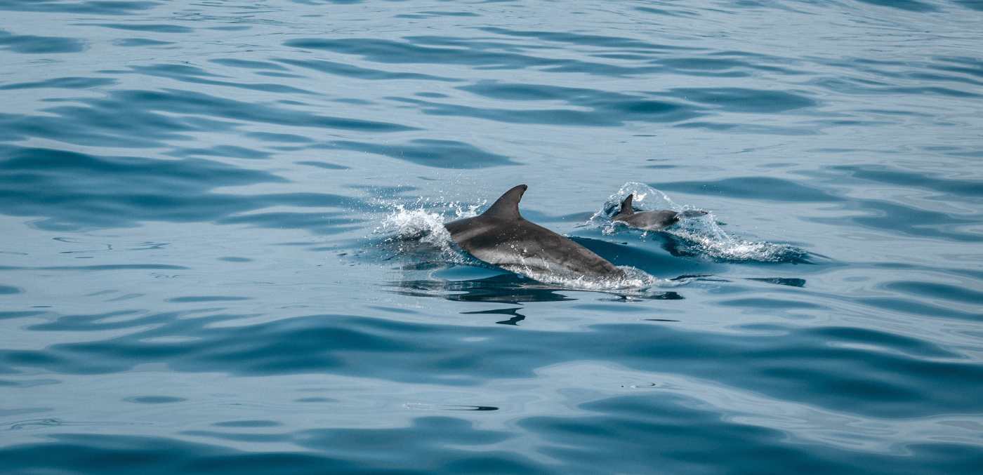 Where dolphins play © Jonas Von Werne