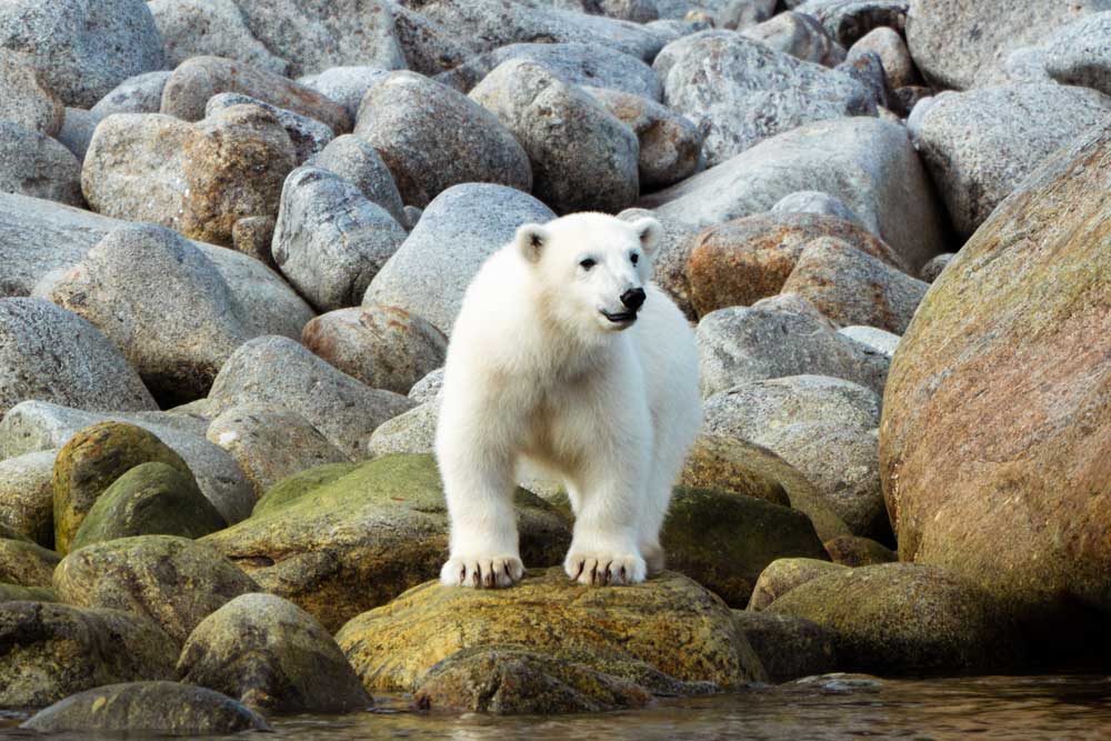 Polar-Bears at Ytre Norskoya, Svalbard