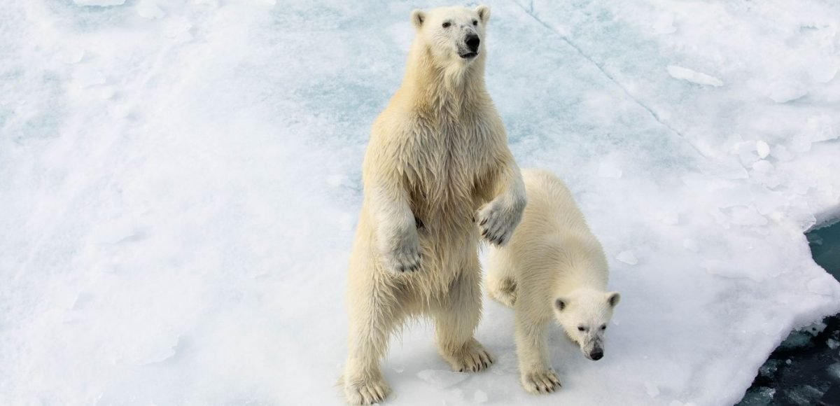 Polar bears on a Quark Expeditions voyage