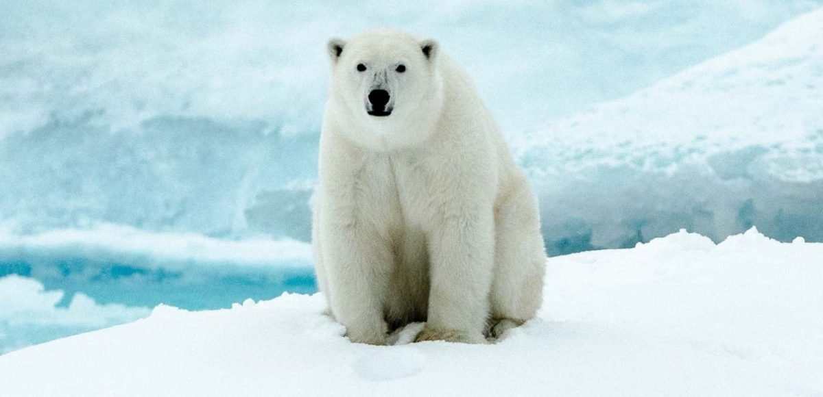A polar bear sitting in the snow