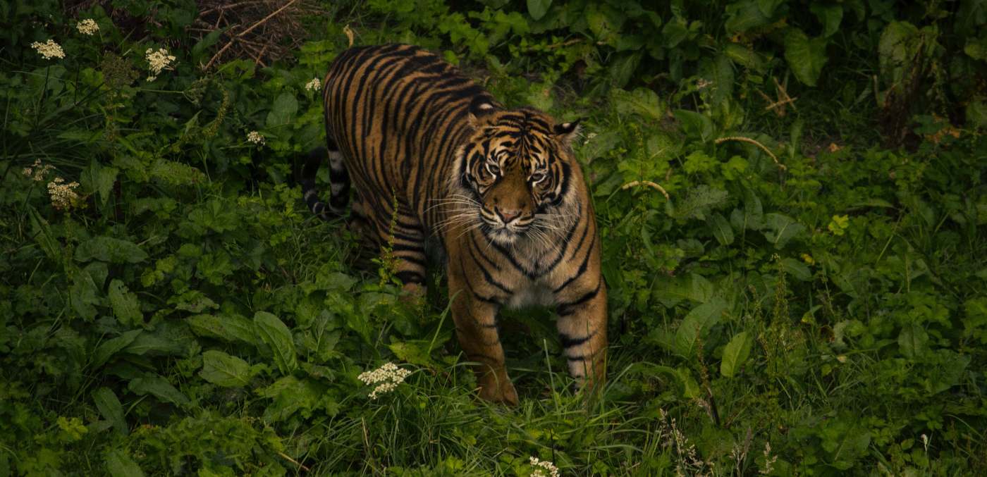 Fewer than 400 Sumatran tigers remain in the wild © Rebecca Campbell