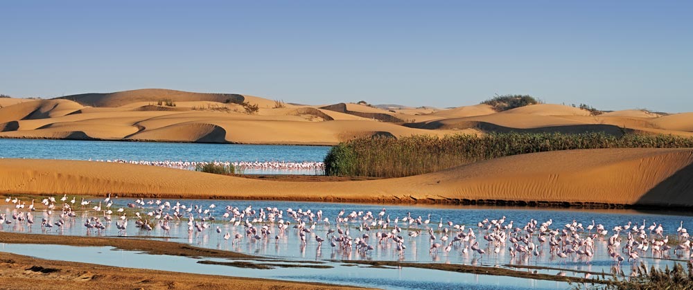 Flock of pink flamingos in a lagoon surrounding by sand dunes on Pelican Point, Walvis Bay, Namibia