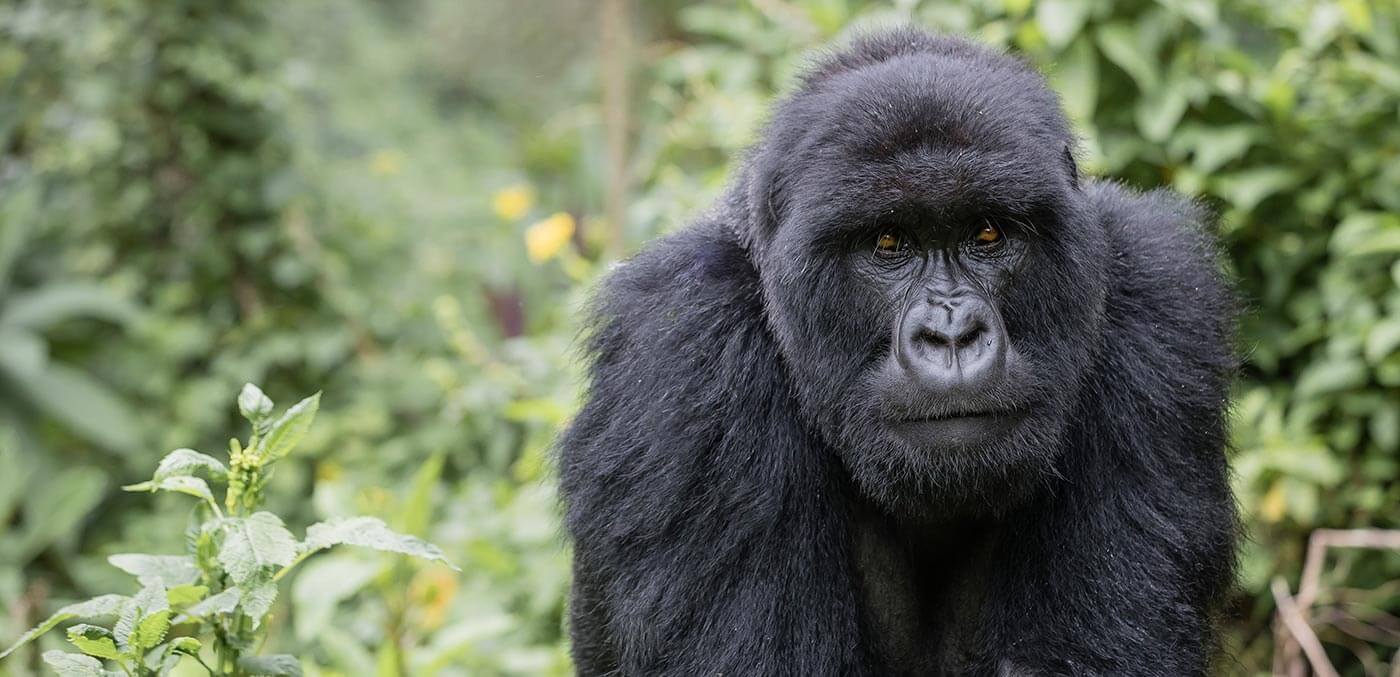 Rwanda's mighty mountain gorillas