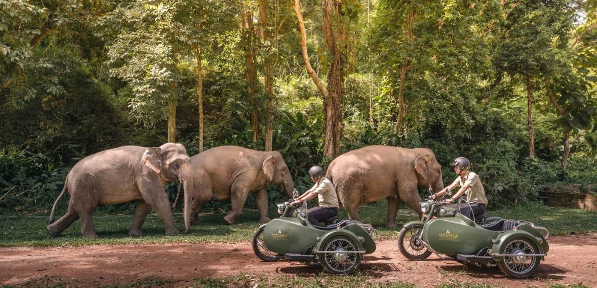 Seeing the elephants at Ananatara Golden Triangle is one of Thailand's most incredible wildlife experiences