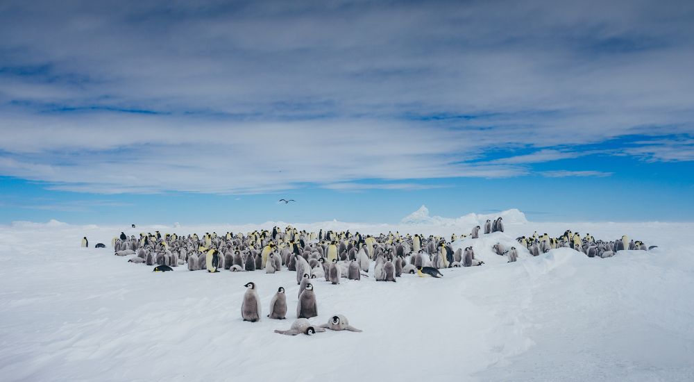 Snow Hill Landscape with penguins © David Merron