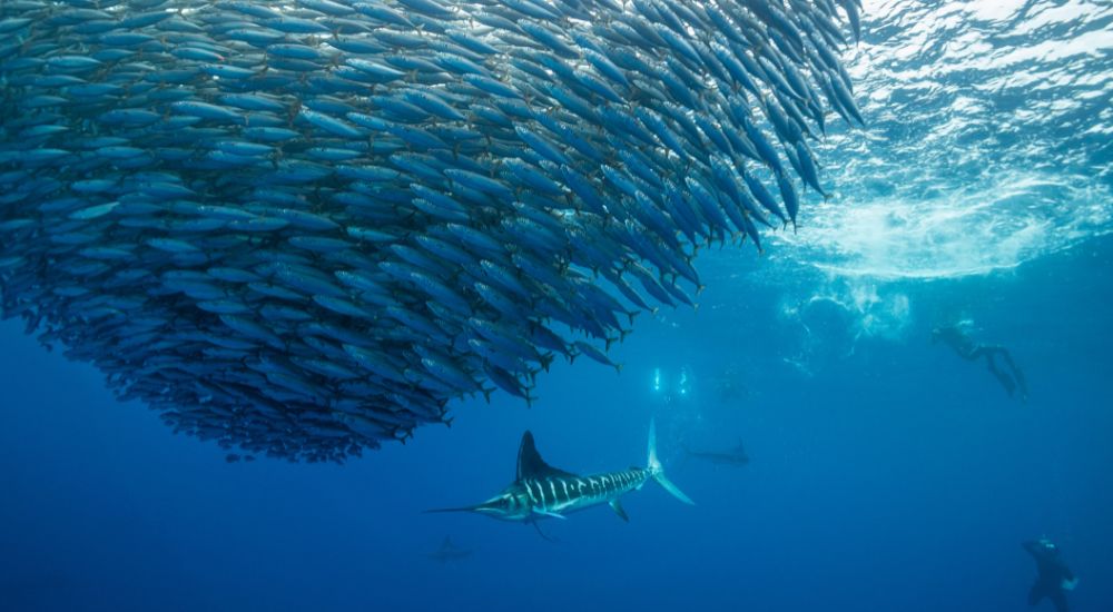 South Africa Wild Coast Sardine Run Marine Migration marlin