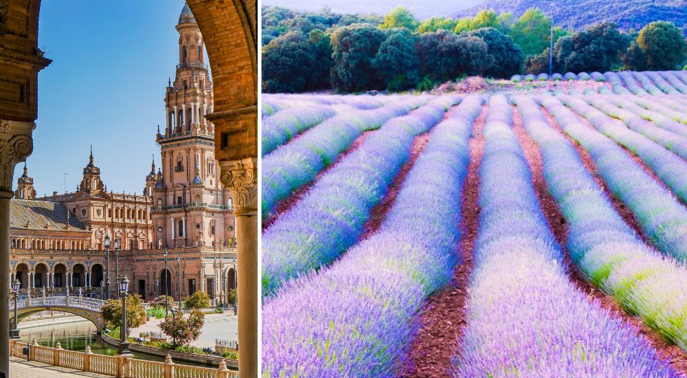 Spain - Seville and lavender fields in Brihuega