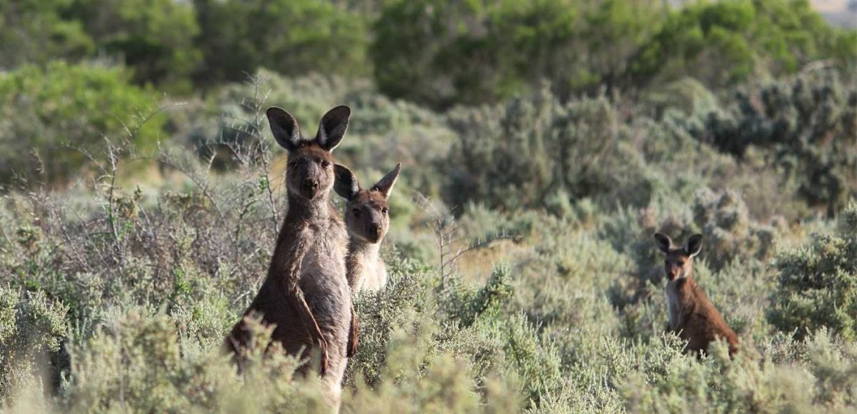 help conserve Australian wildlife including kangaroos