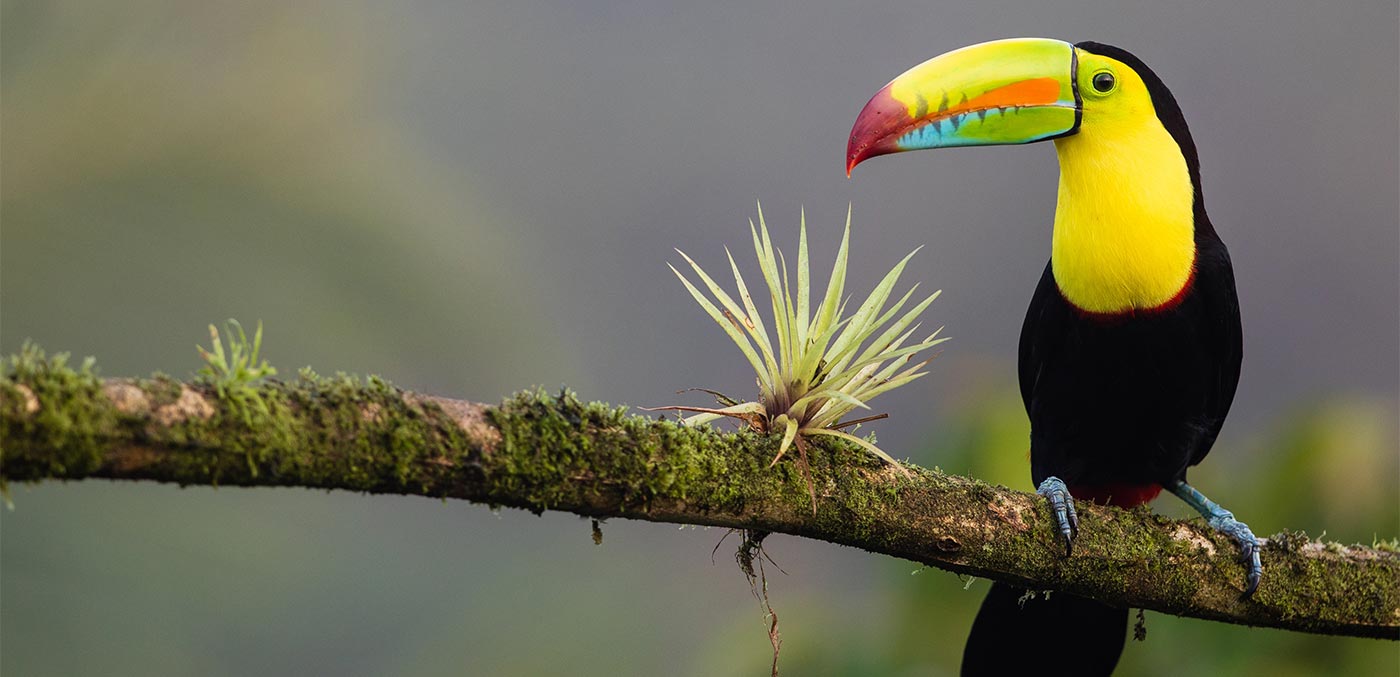 A Keel-billed Toucan in Costa Rica